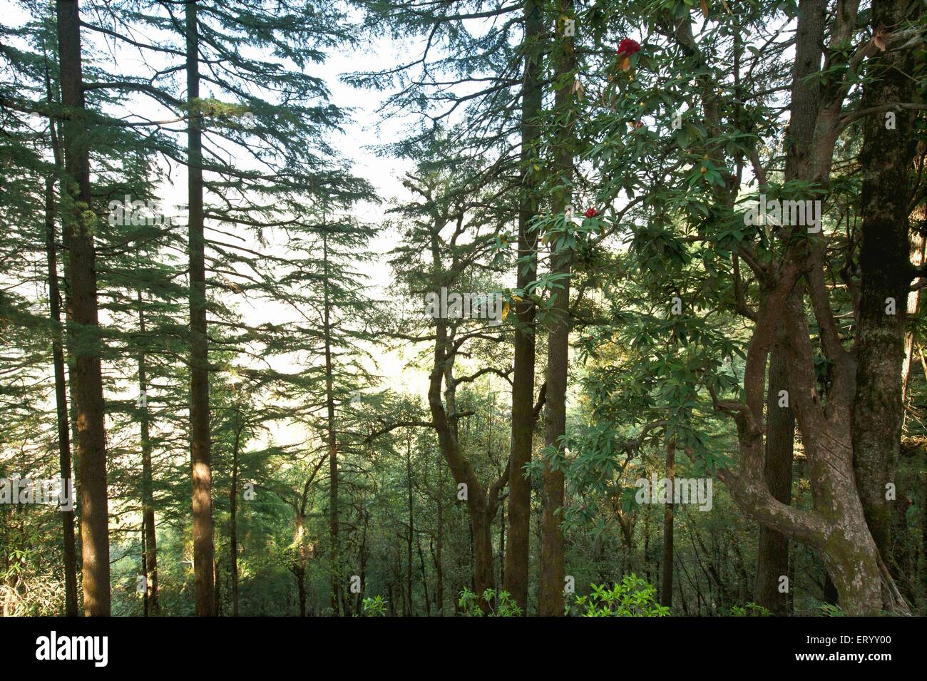 Pine tree forest, Dhanolti, Dhanaulti, Tehri Garhwal, Uttaranchal