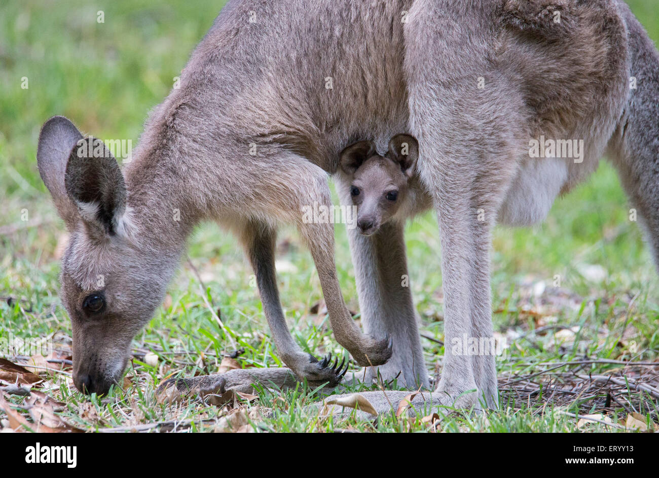 Eastern Grey Kangaroo (Macropus giganteus) Joey in mother's pouch, Australia Stock Photo
