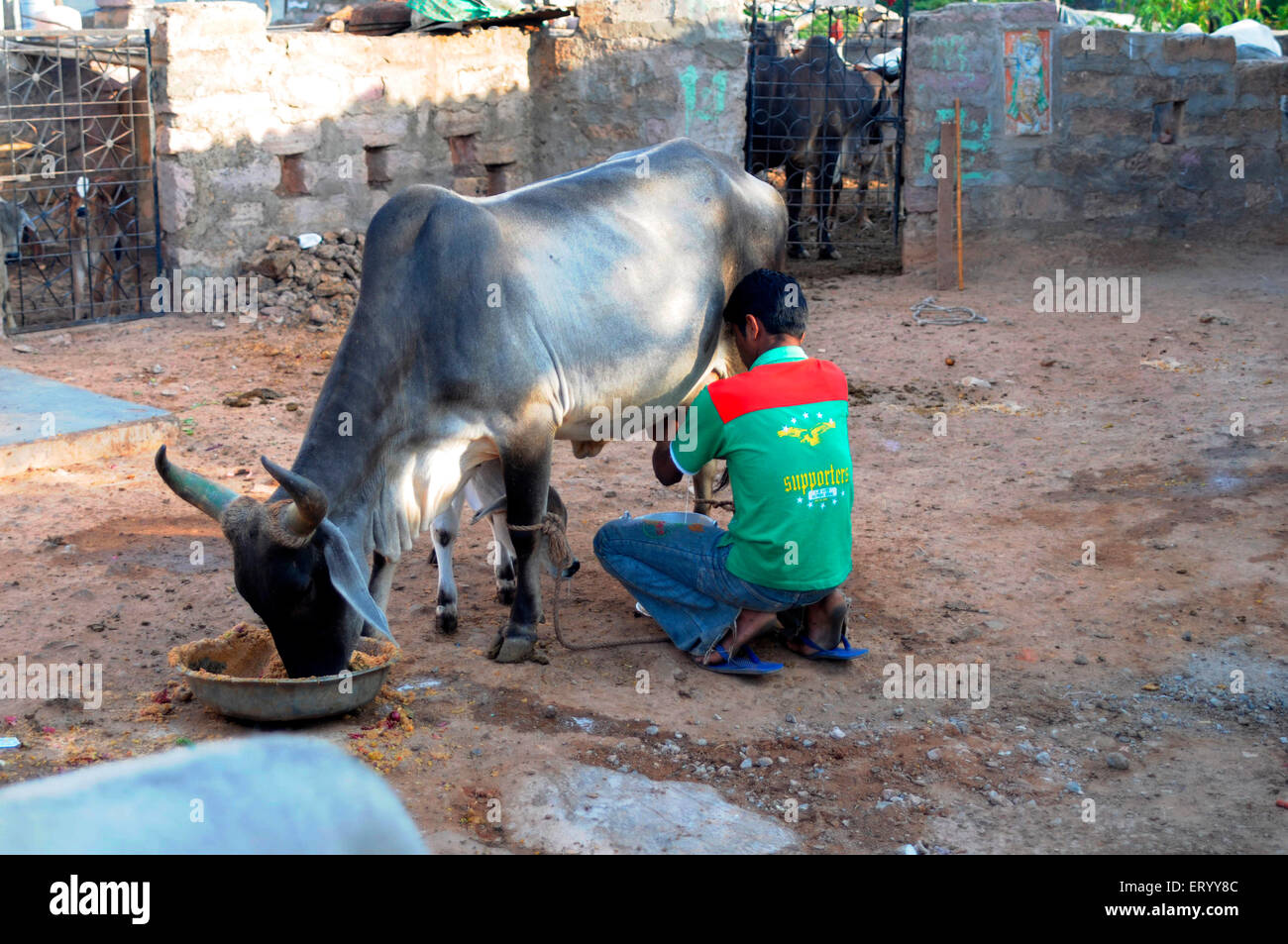 Man milking cow , Bhuj , Kutch , Gujarat , India , Asia , MR#771G Stock Photo