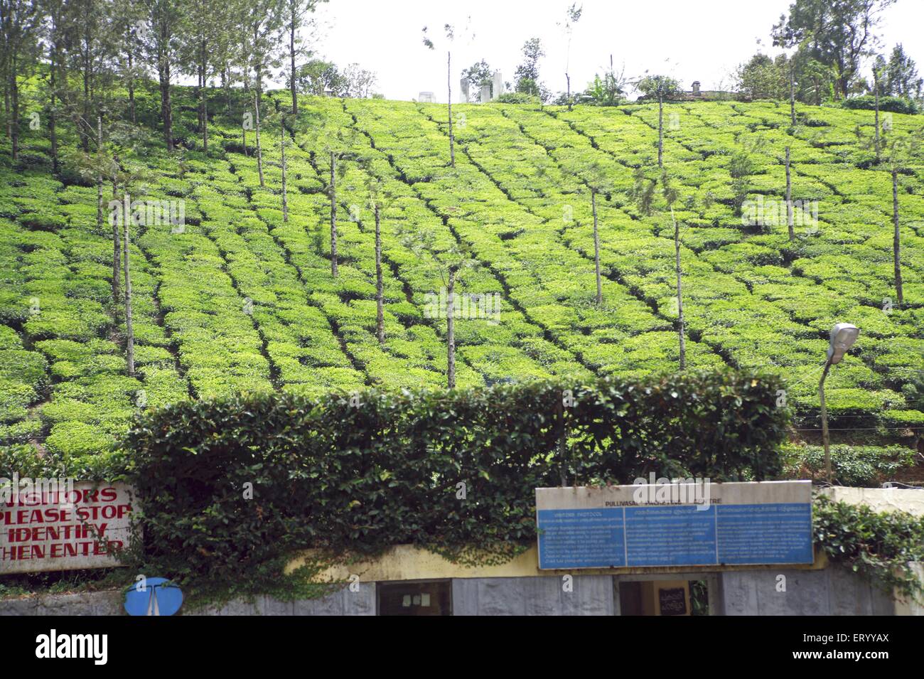 Tea plantation , Tea farm , Munnar , hill station , Idukki district