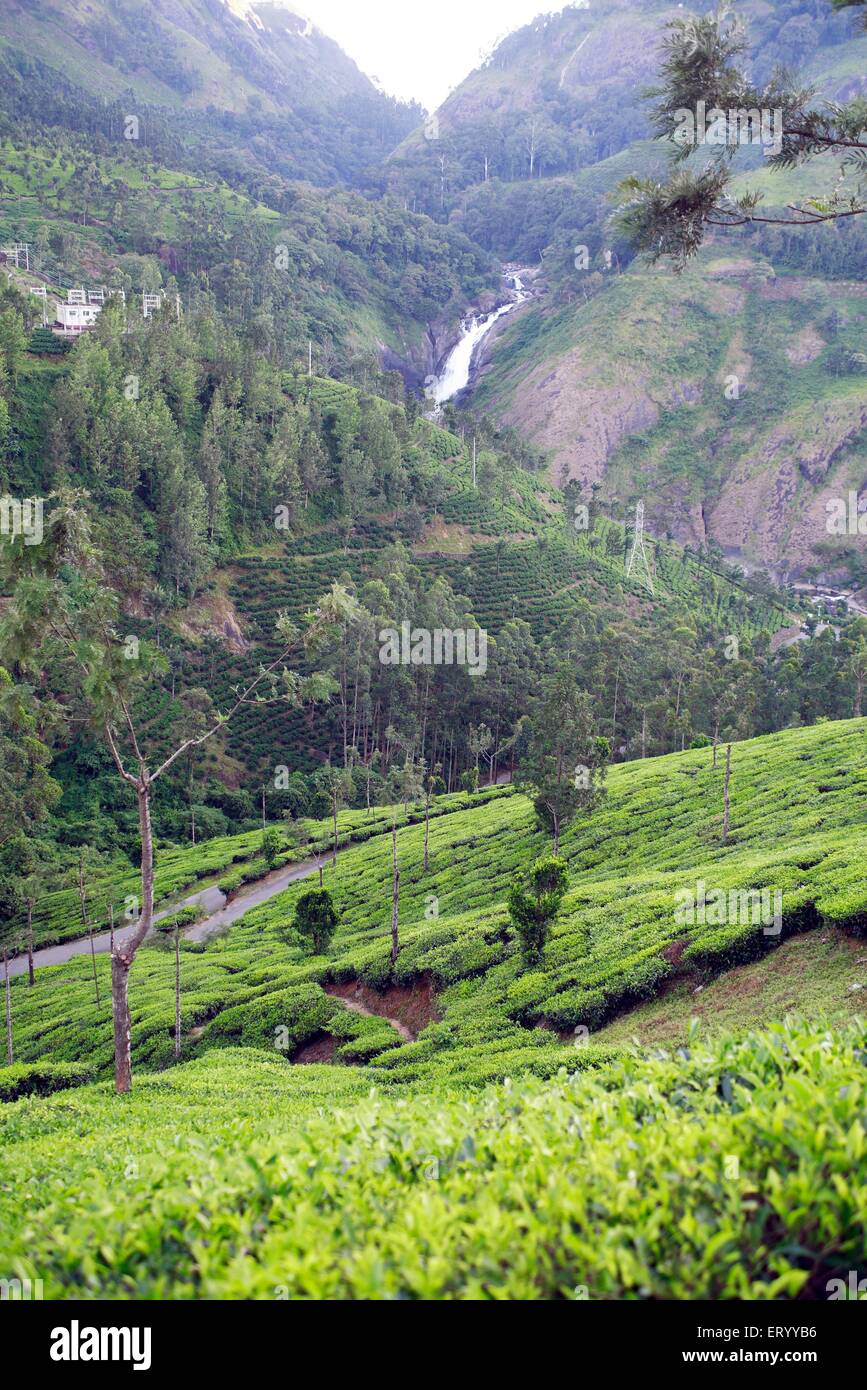 Tea plantation , Tea farm , Munnar , hill station , Idukki district