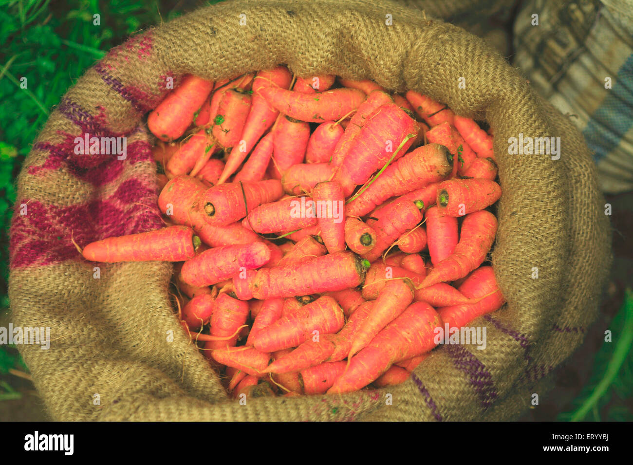 Carrots in jute sack , Munnar Vegetable Market , Munnar , Idukki , Kerala , India , Asia Stock Photo