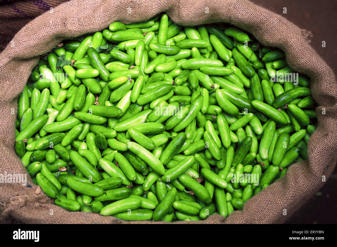 gherkins in jute sack , Munnar Vegetable Market , Munnar , Idukki , Kerala , India , Asia Stock Photo