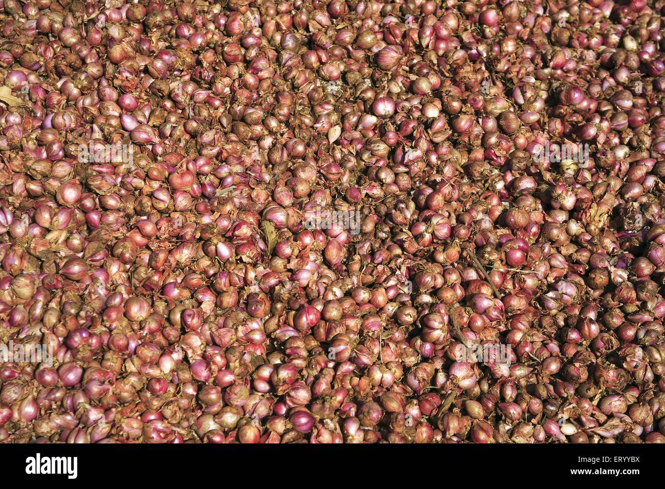small onions , Munnar Vegetable Market , Munnar , Idukki , Kerala , India , Asia Stock Photo