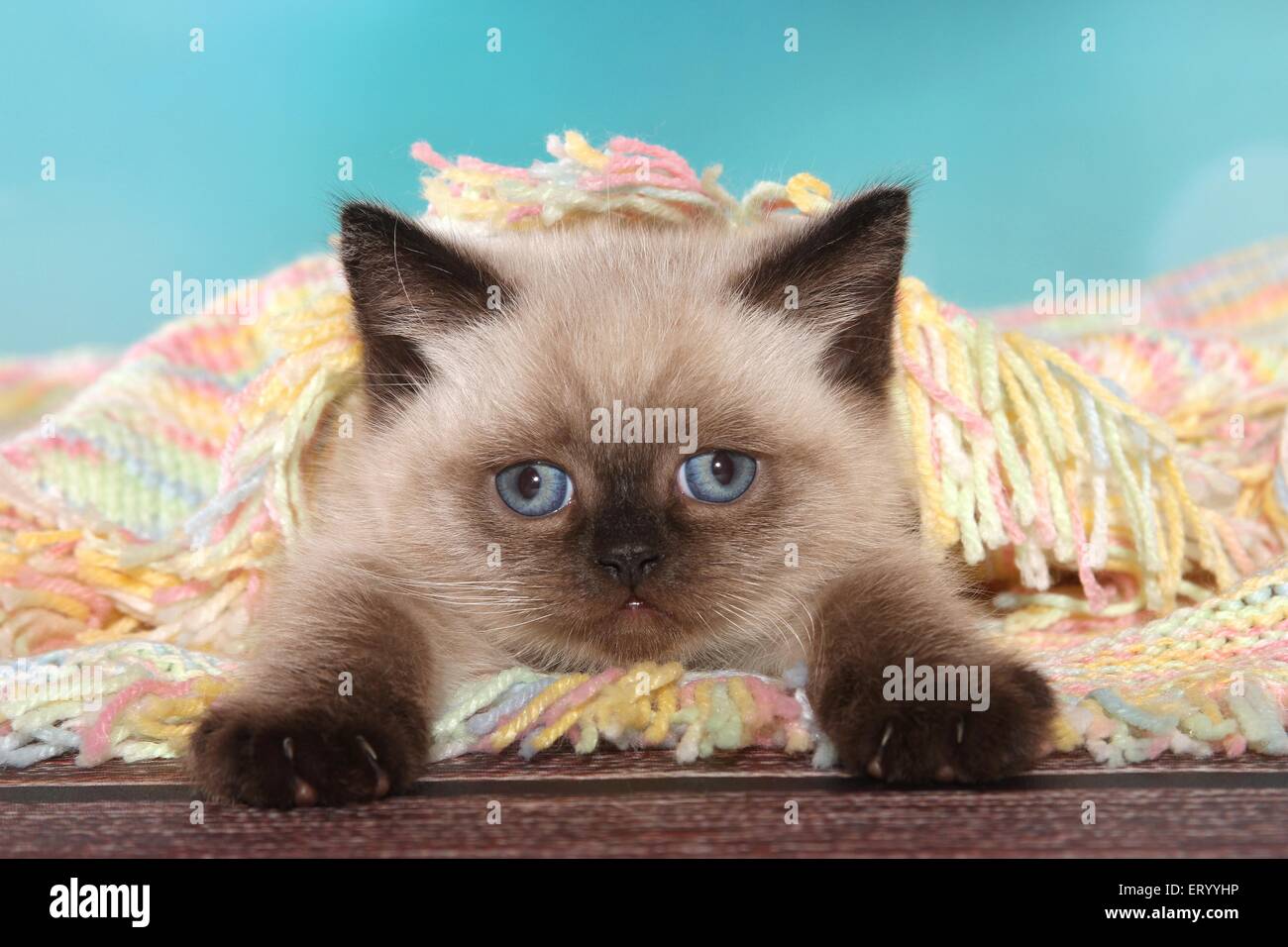 lying British Shorthair Kitten Stock Photo