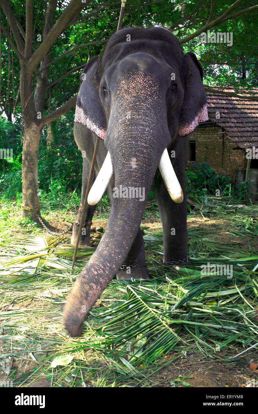 Elephant , Munnar , hill station , Idukki district , Western Ghats mountain , Kerala , India , Asia Stock Photo