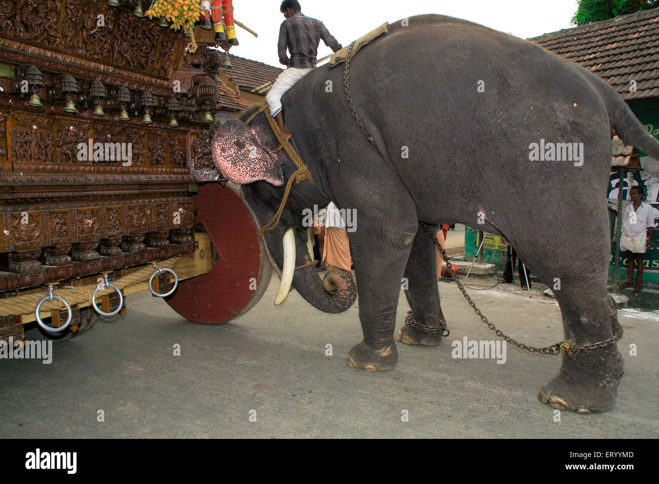 Elephant pushing rath , Ratholsavam Chariot Festival ; Palghat , Palakad , Palakkad , Kerala , India , Asia Stock Photo