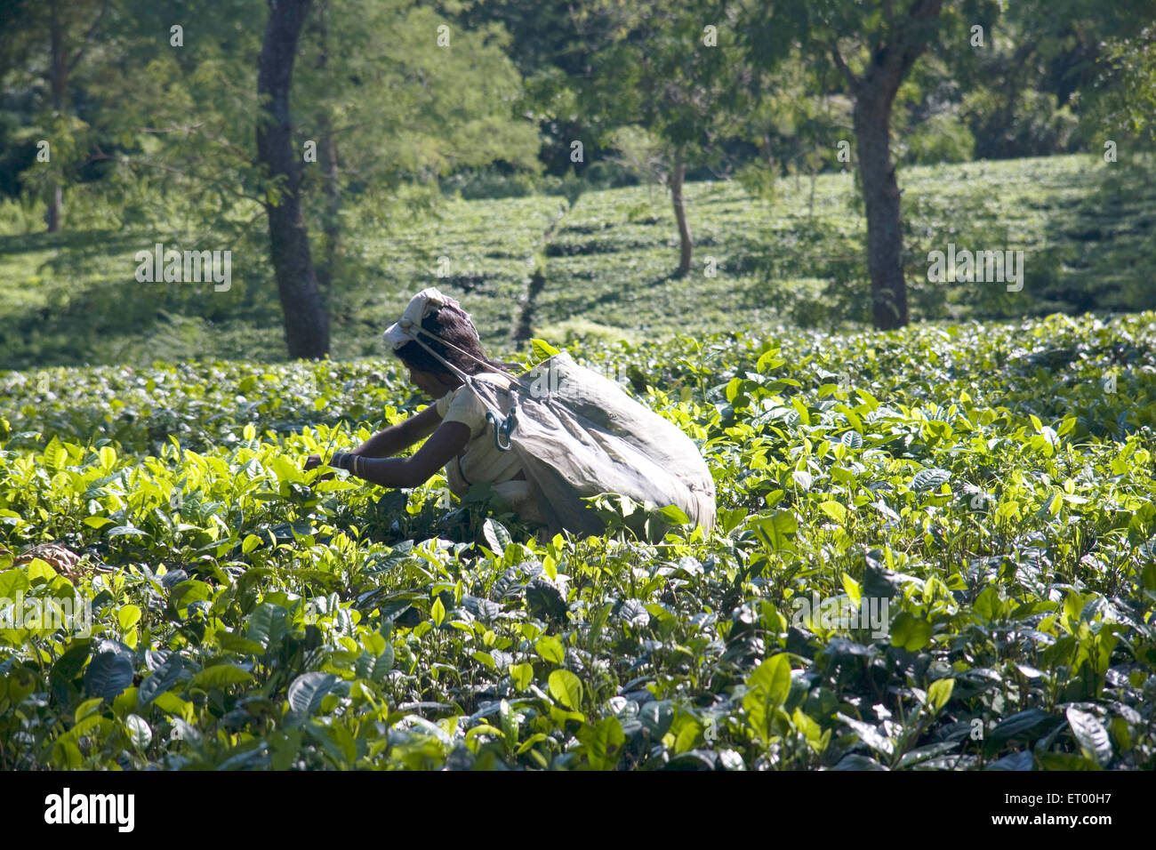 woman picking fresh tea leaves , Burapahar Tea Estate , Nagaon , Assam , India , asia Stock Photo