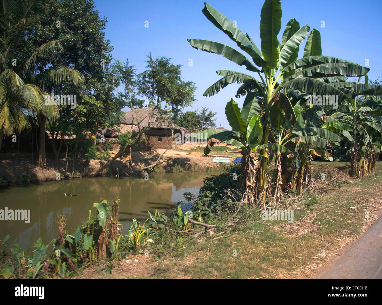 banana trees , village pond ; Birbhum ; Bolpur ; Shantiniketan ; West Bengal ; India , asia Stock Photo