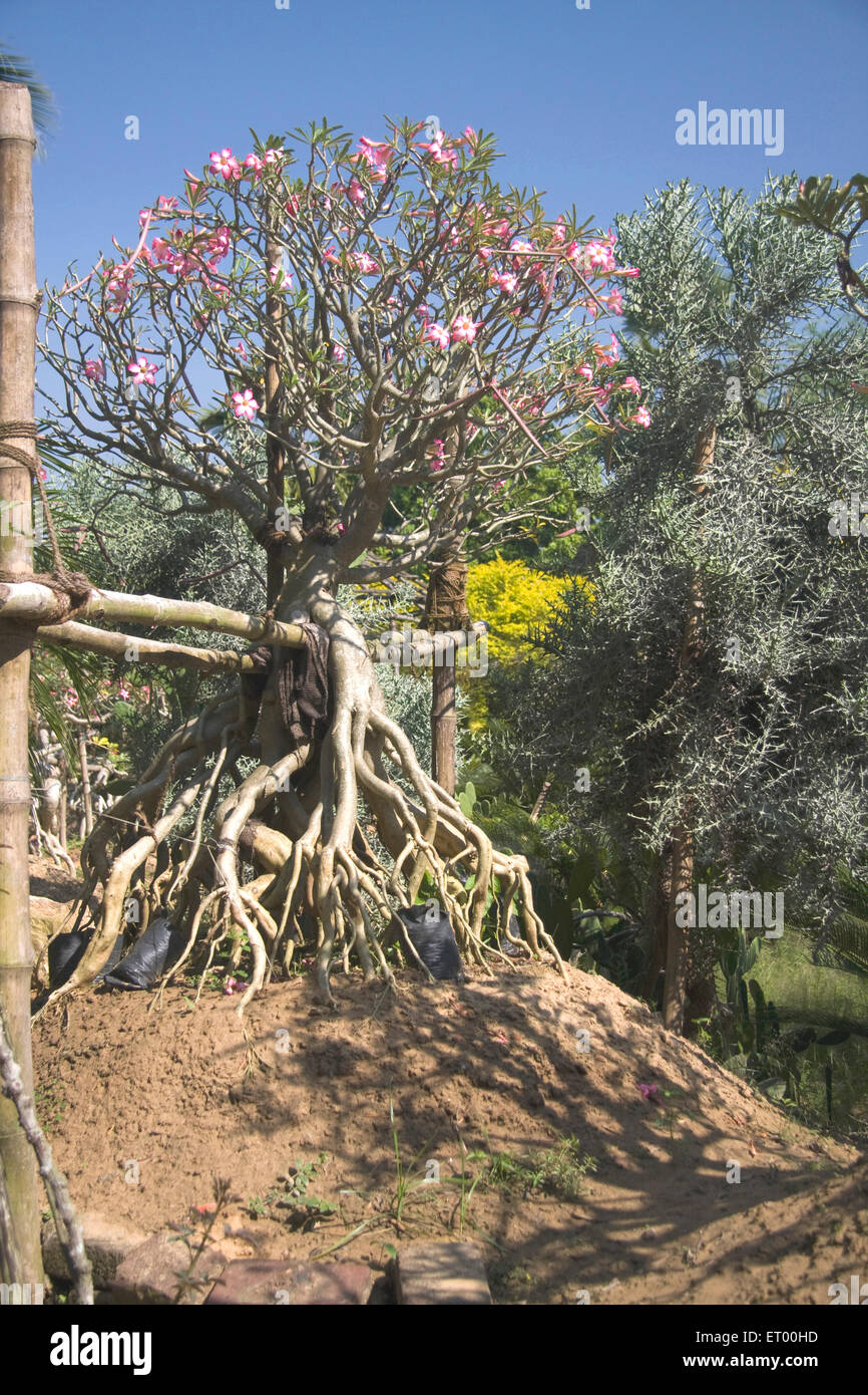 Adenium tree , Sabuj Bon ; Birbhum ; Bolpur ; Shantiniketan ; West Bengal ; India , asia Stock Photo