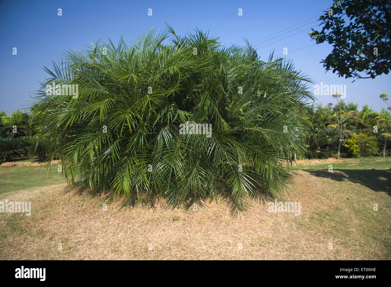 Palm tree , Sabuj Bon ; Birbhum ; Bolpur ; Shantiniketan ; West Bengal ; India , asia Stock Photo