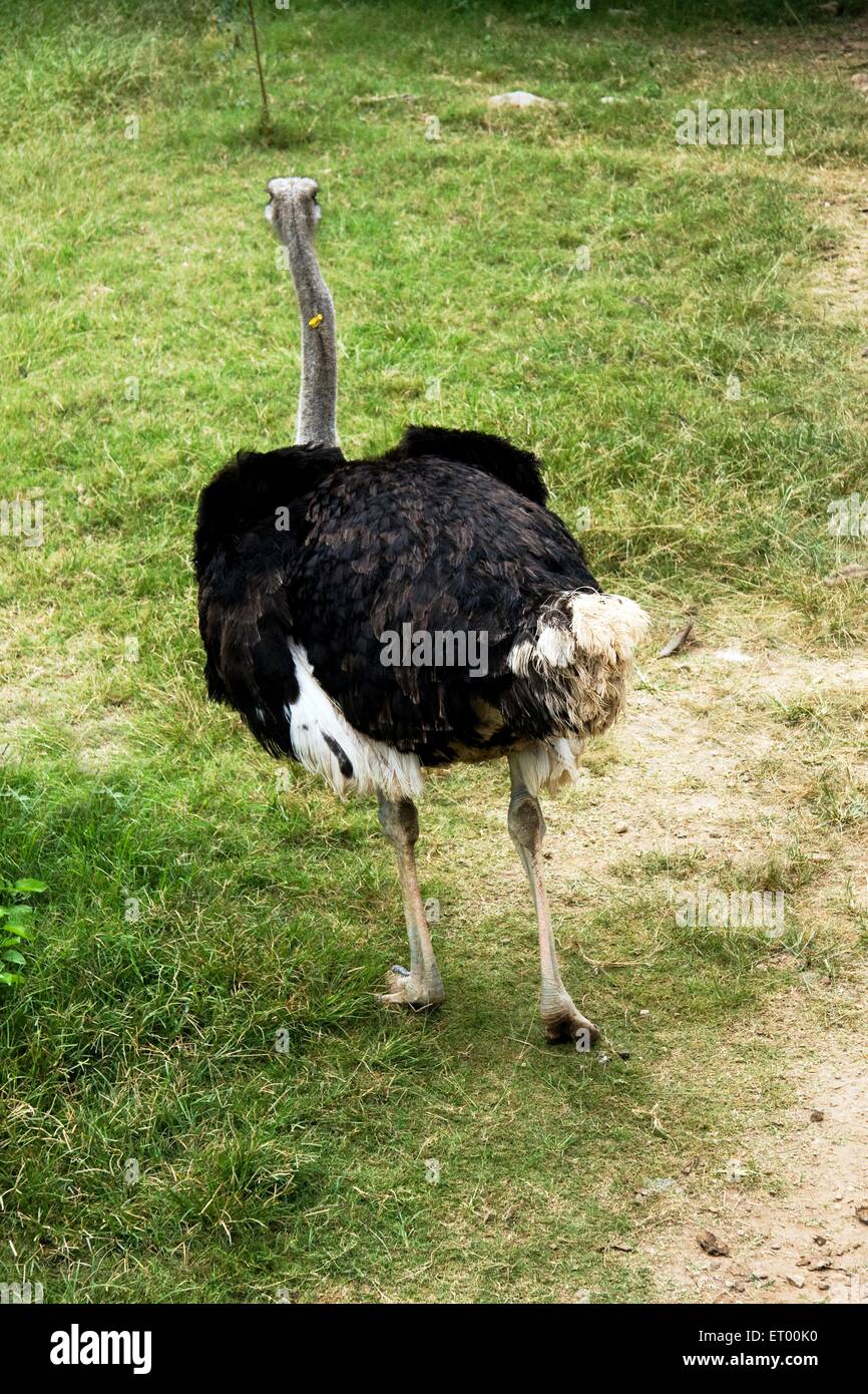 Emu , Dromaius novaehollandiae , Mysore zoo ; Karnataka ; India , asia Stock Photo