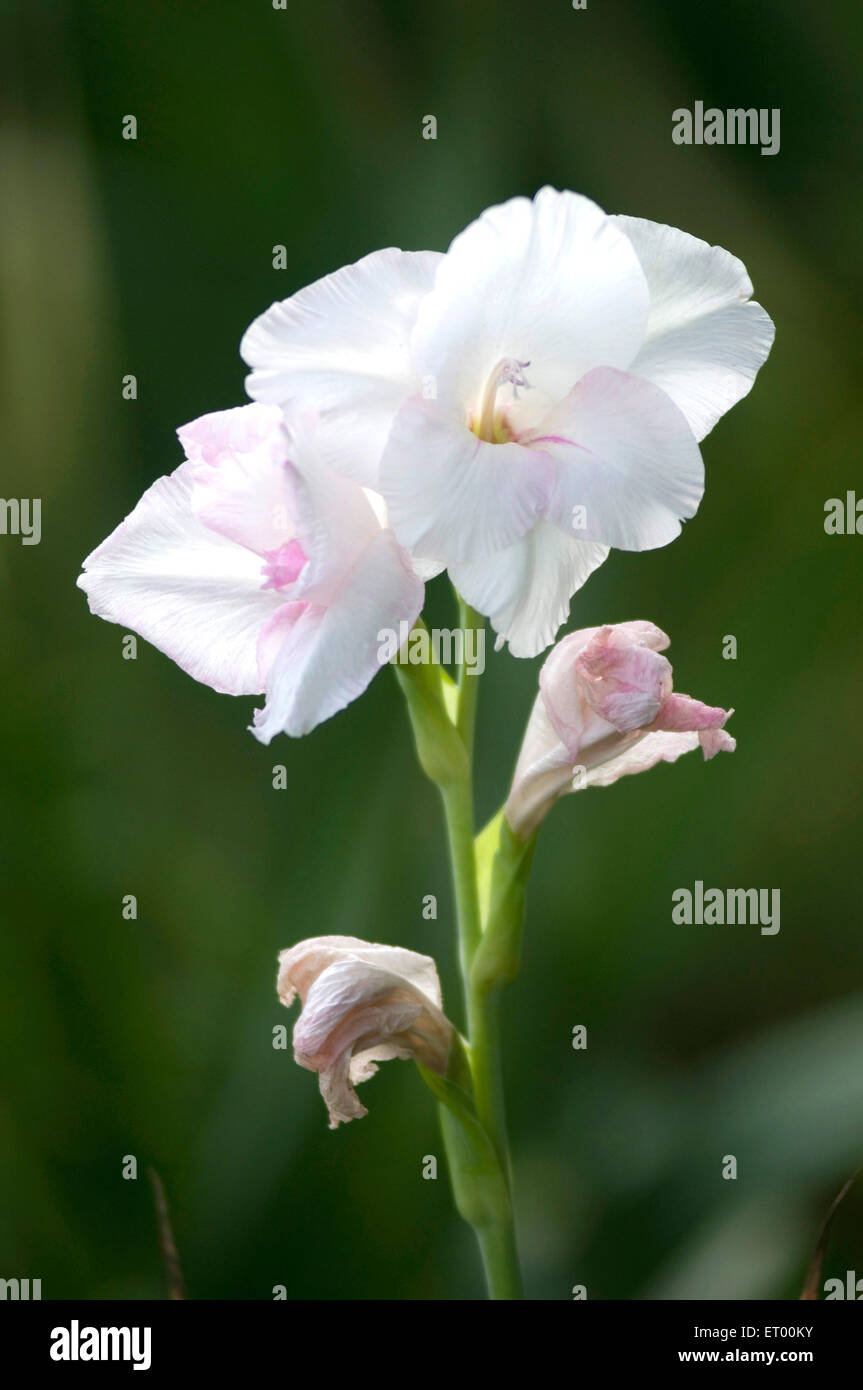 Gladiolus flower , gladioli flowers , sword lily , Floriculture , flower farming , Midnapur , Midnapore ,  Medinipur , West Bengal  , India , Asia Stock Photo