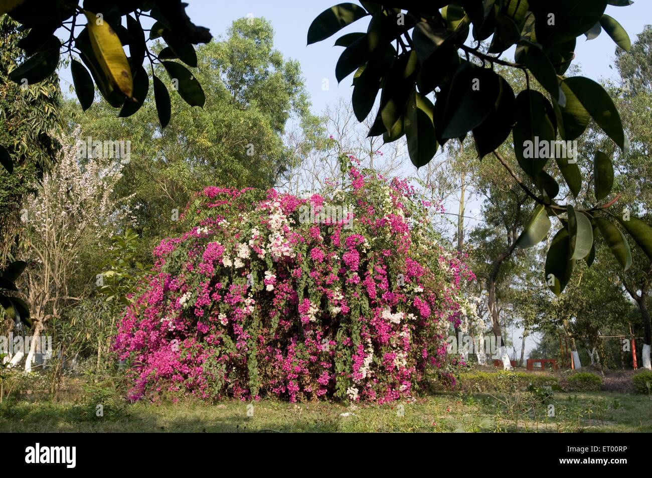 National flower of india hi-res stock photography and images - Alamy