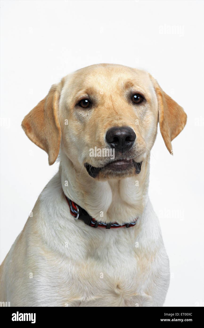 Labrador retriever yellow male ; Speechless ; India Stock Photo