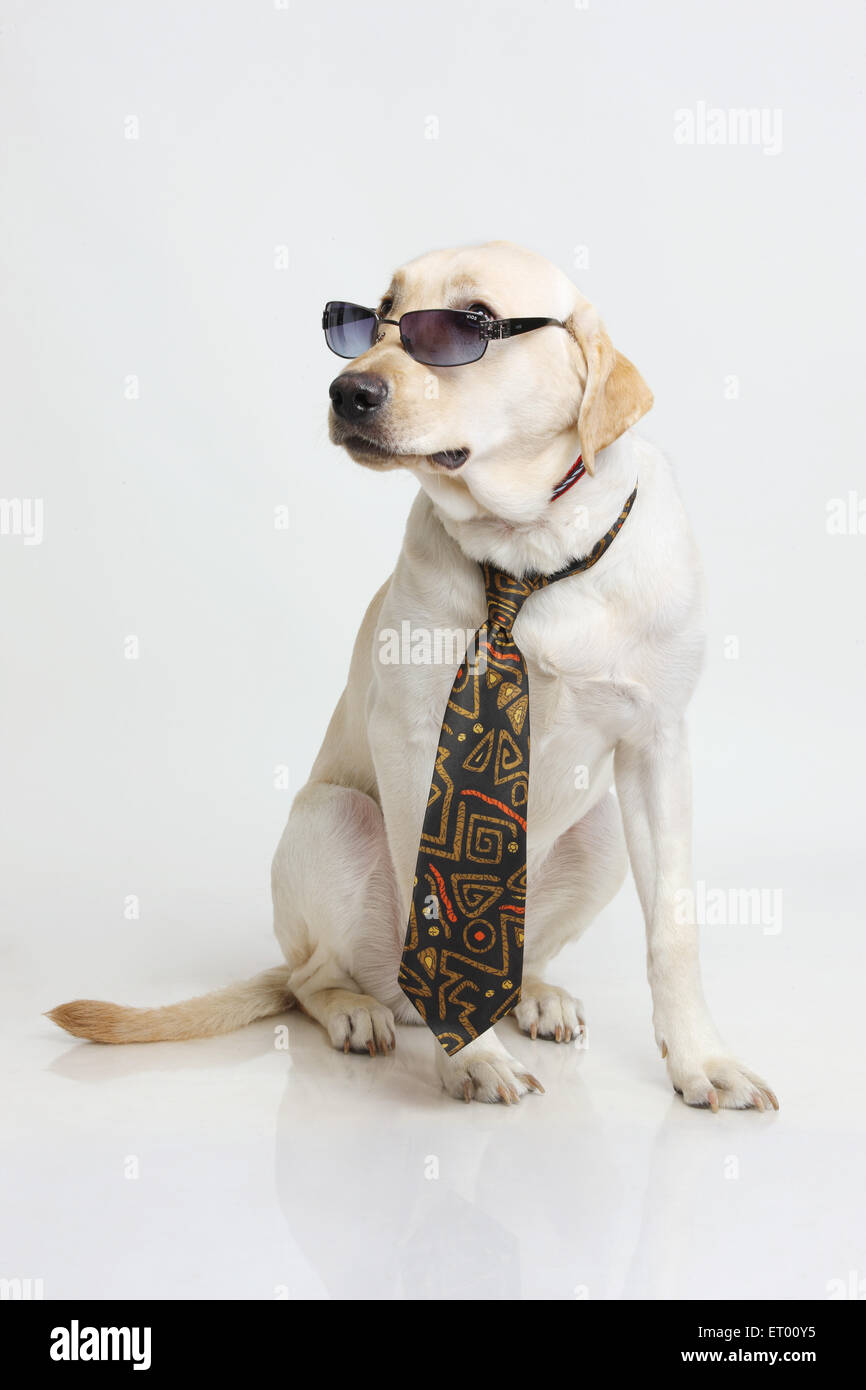 Labrador retriever yellow male ; smartness ; India Stock Photo
