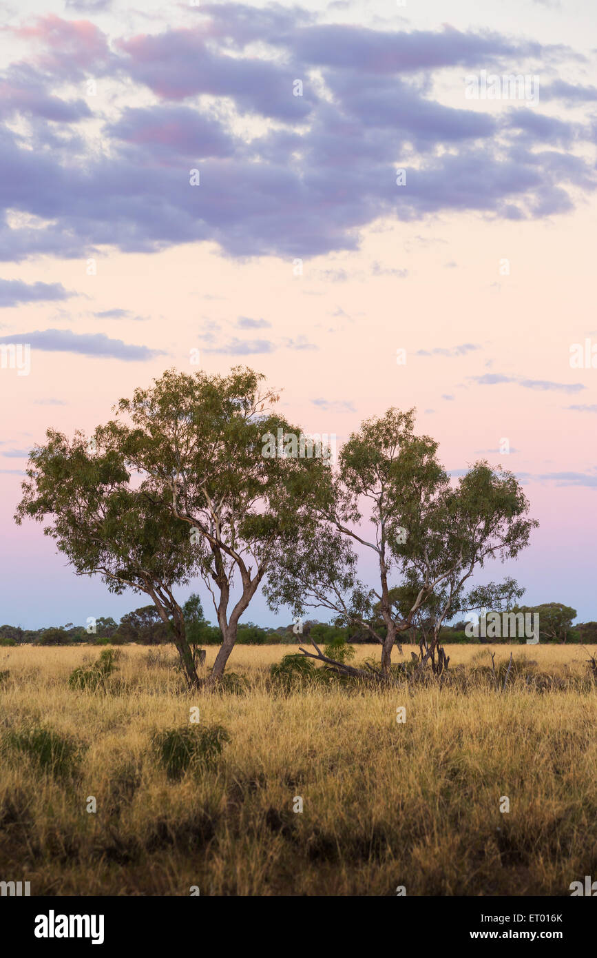 Eucayptus Trees and grassland at sunset in the Australian outback, near Longreach, Queensland Stock Photo