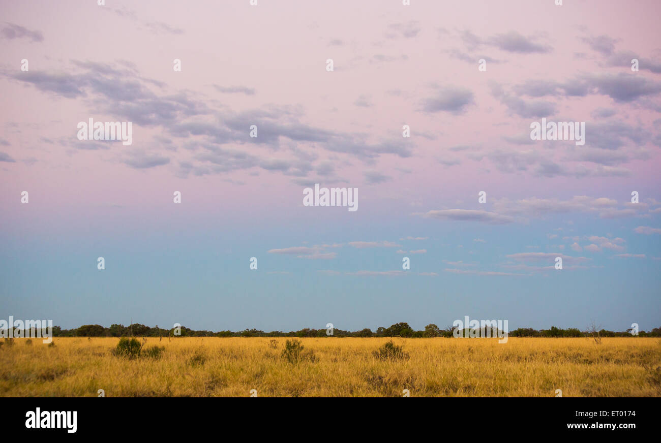 Open grassy plains at dusk in the Australian Outback, near Longreach, Queensland. Stock Photo