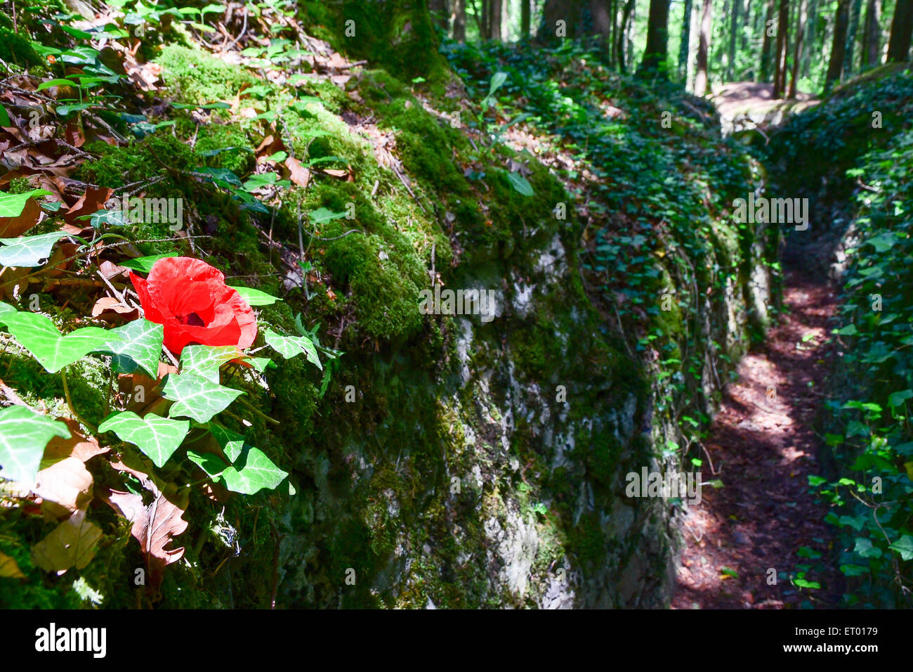 Poppy in original German trench, Bois Brule (Burned Wood), St. Mihiel salient, France Stock Photo