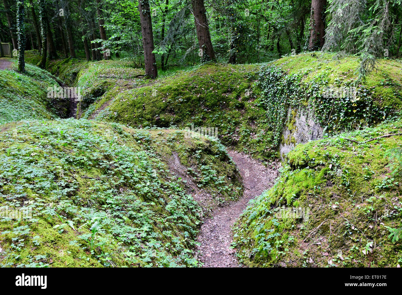 German First World War trench called 'Trench of Thirst' by the French, St Mihiel salient, Lorraine, France Stock Photo