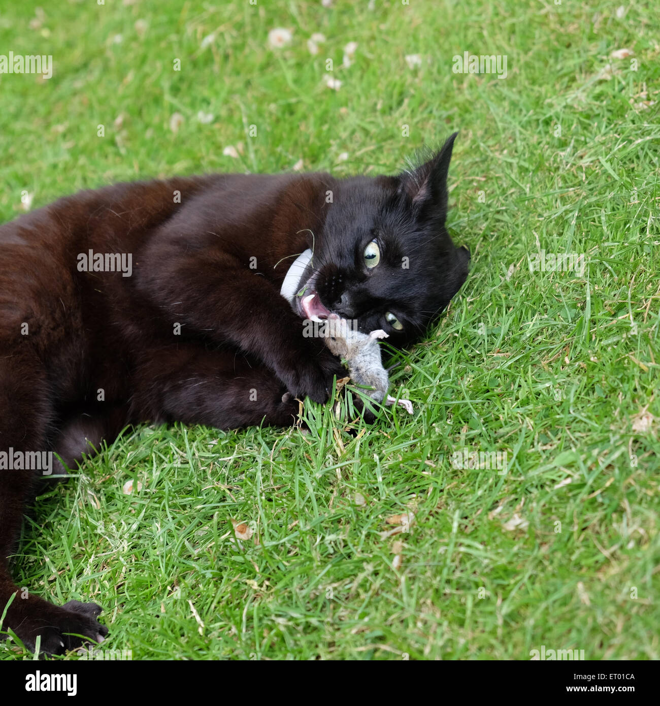 Domestic black cat catching and playing with a vole hires stock