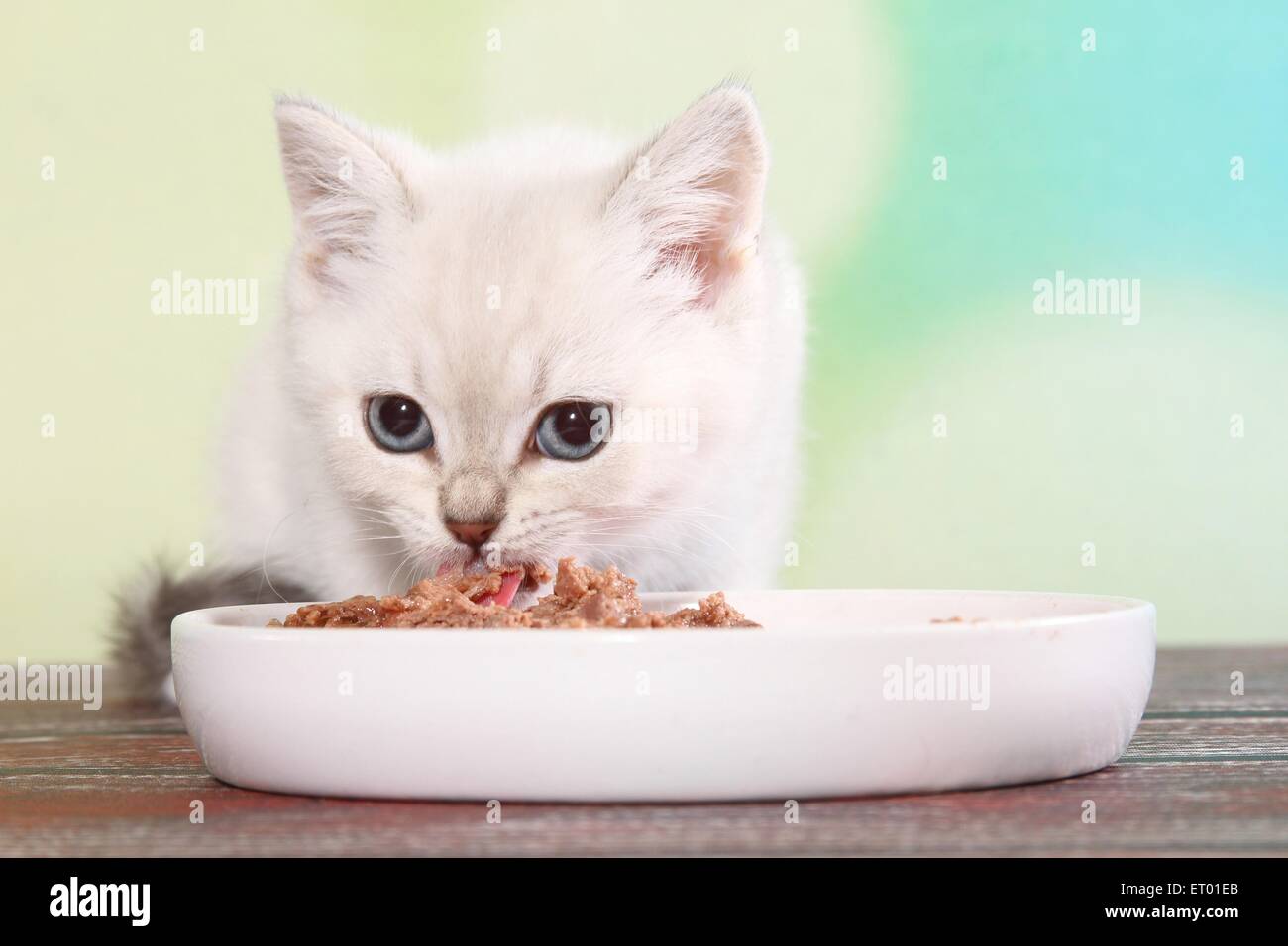 eating British Shorthair Kitten Stock Photo Alamy