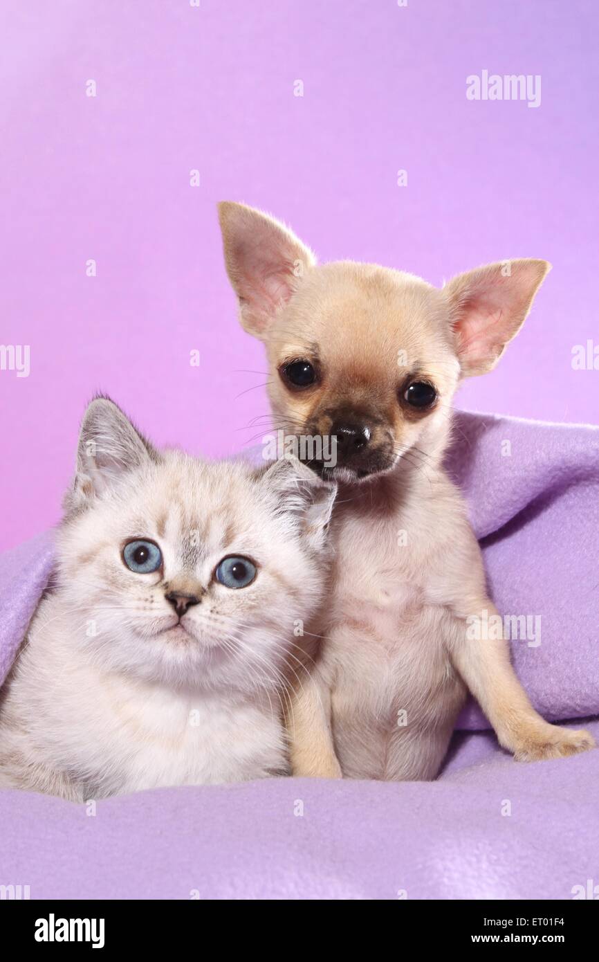 Chihuahua Puppy And British Shorthair Kitten Stock Photo 83594424