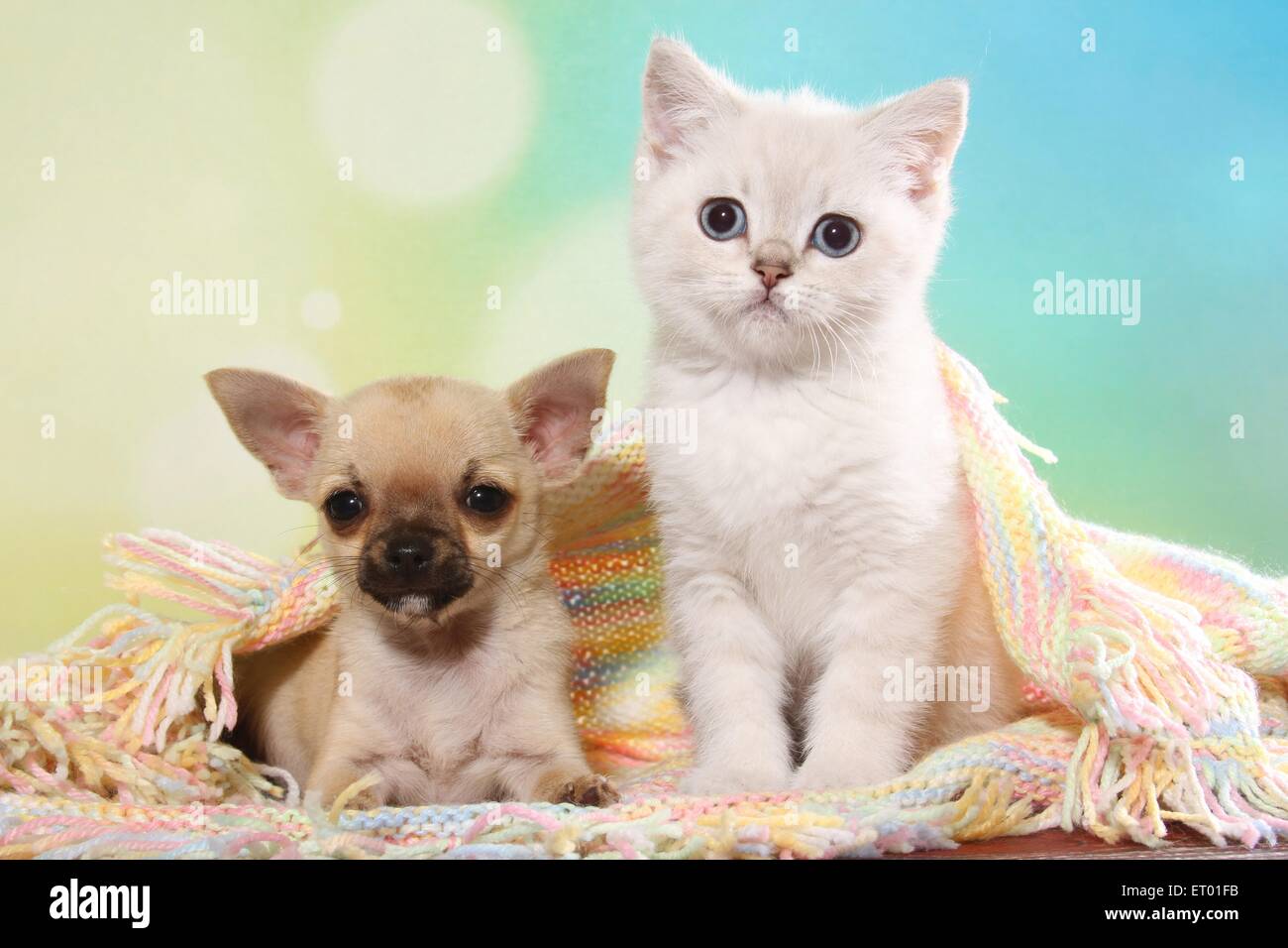 Chihuahua british shorthair hi-res stock photography and images - Alamy