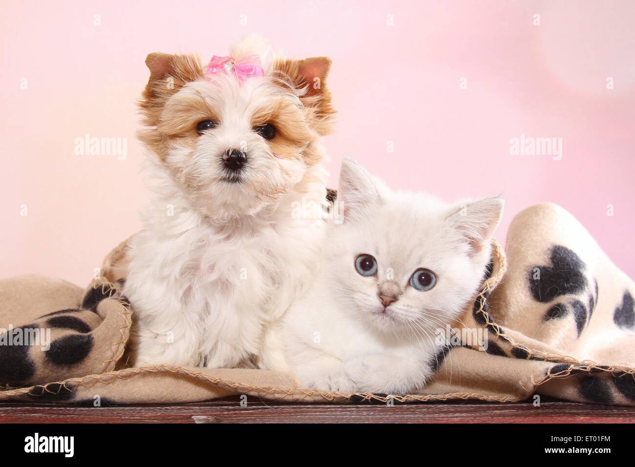 Yorkshire Terrier Puppy And British Shorthair Kitten Stock Photo