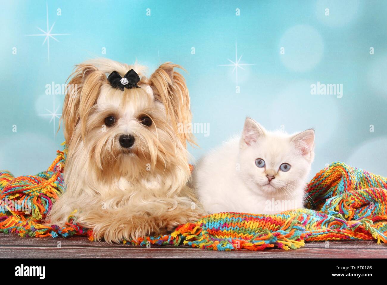 Yorkshire Terrier And British Shorthair Kitten Stock Photo