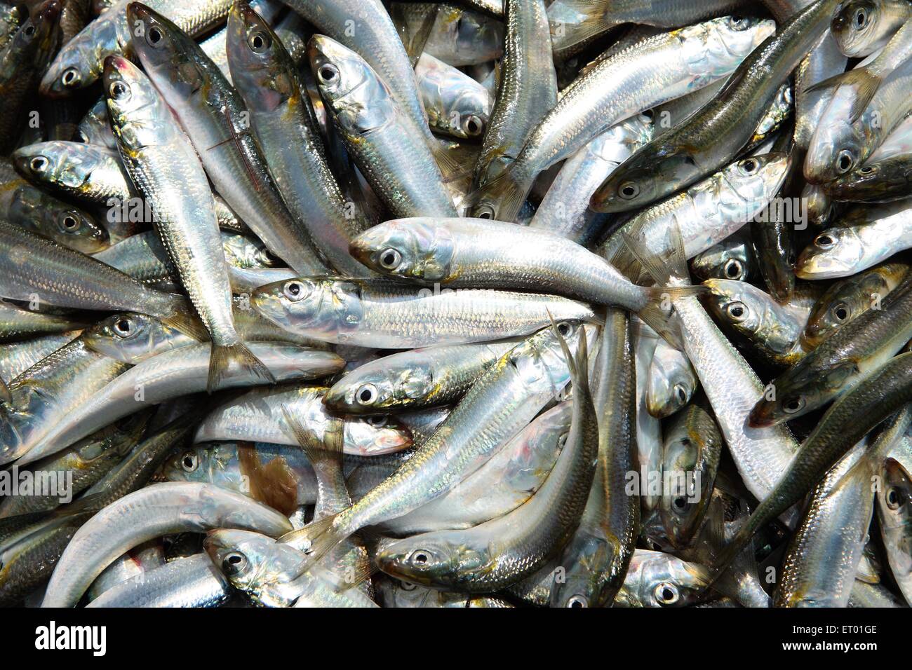 Kerala fish market hi-res stock photography and images - Alamy