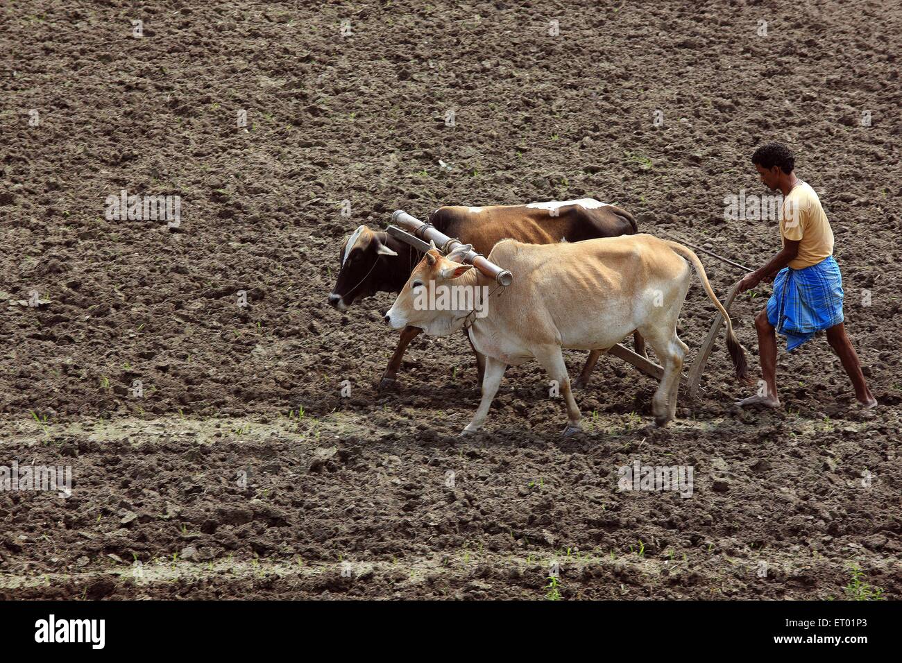 Assamese farmer ploughing field ; Assam ; India Stock Photo Alamy