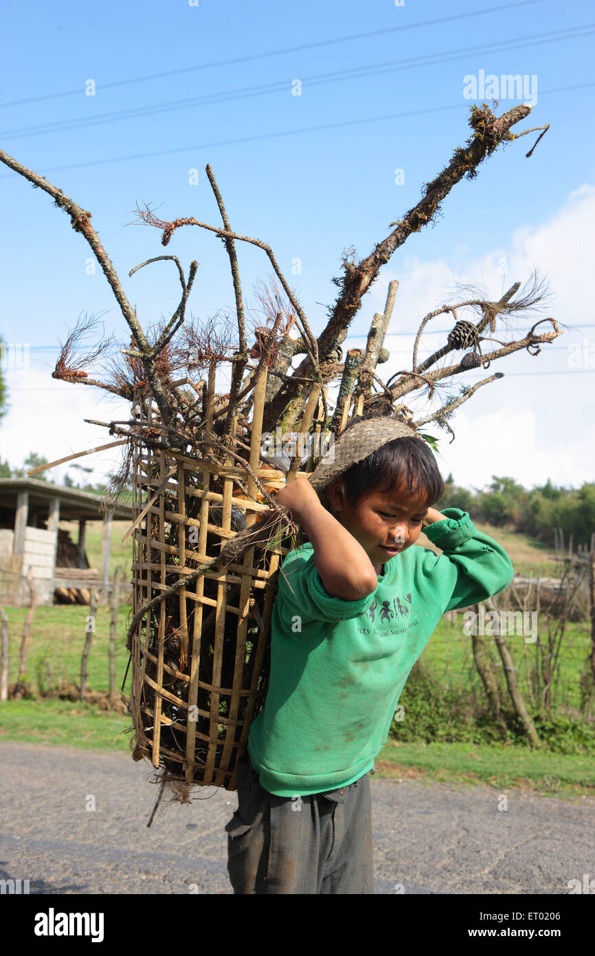 Khasi tribal child carrying wood on his back ; Cherrapunjee ; Sohra