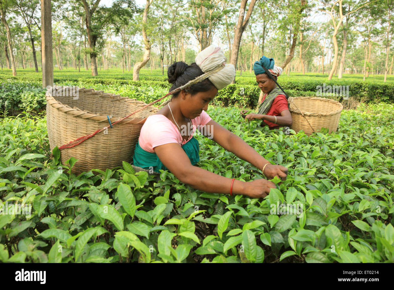 Woman plucking leaves from tea garden ; Assam ; India NOMR Stock Photo