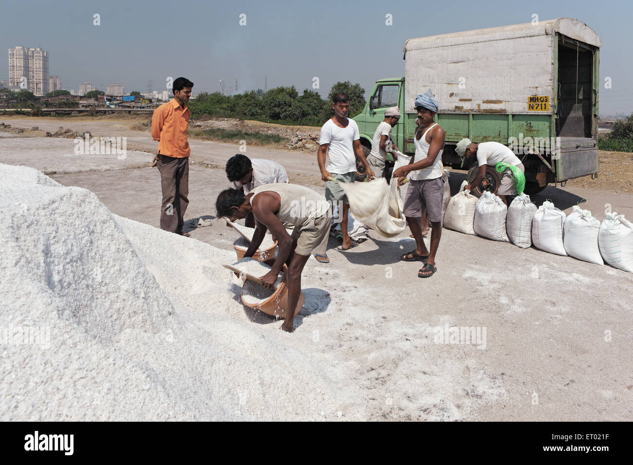 Sea salt raw flakes being packed for transportation  from wadala salt farms Mumbai Maharashtra India Stock Photo