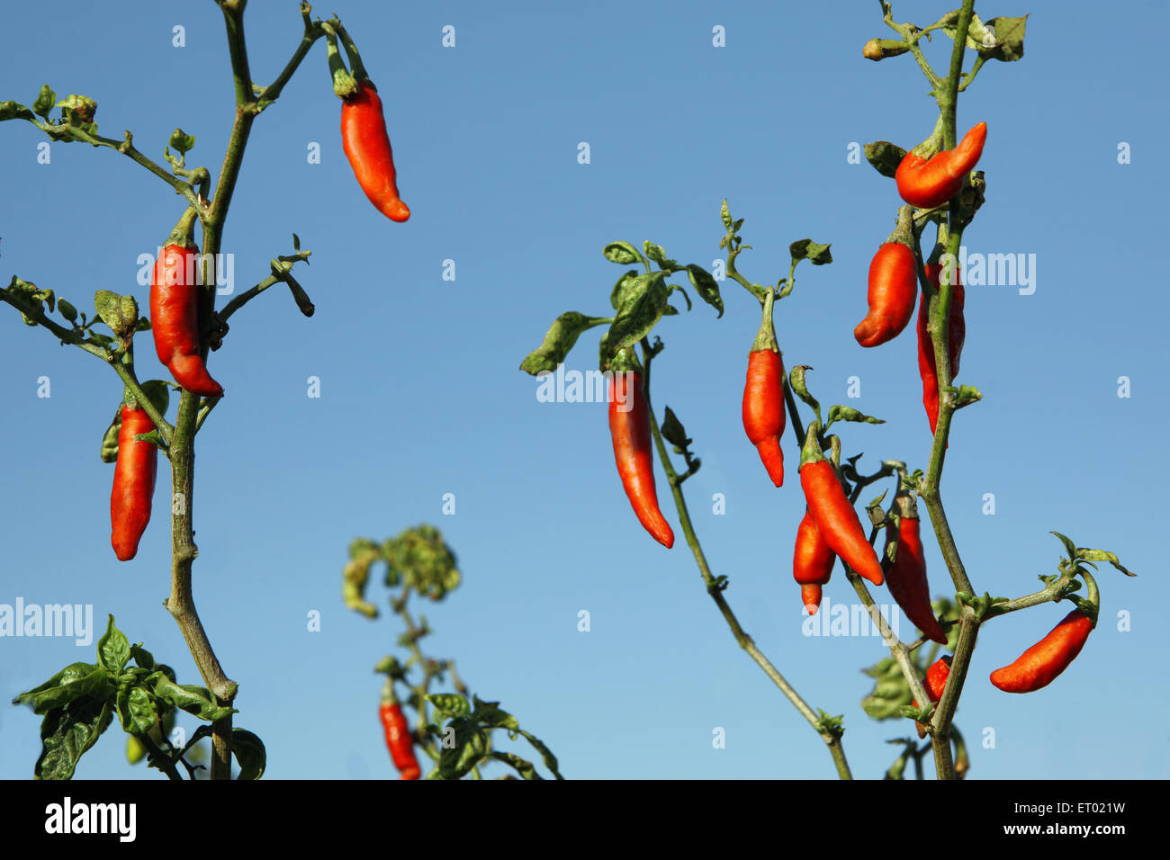 Red Chilli plant, Madhya Pradesh, India, Asia Stock Photo