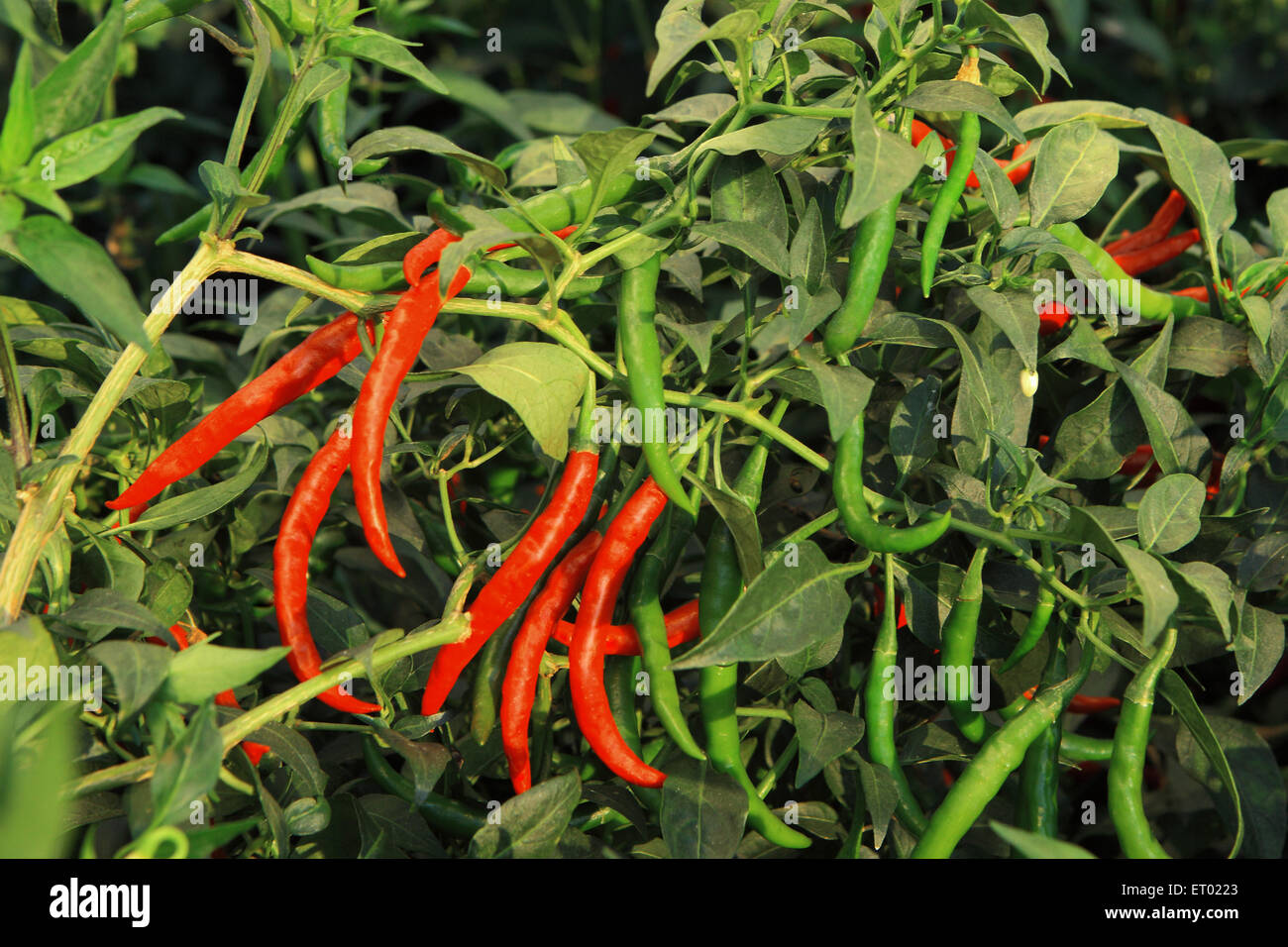 Red chilli tree hi-res stock photography and images - Alamy