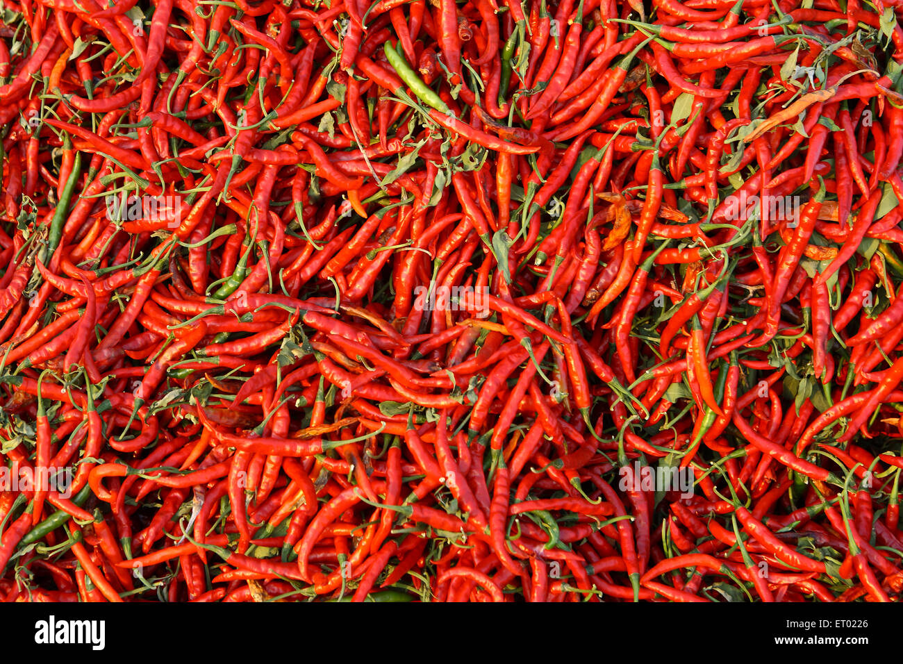 Red Chilli, Andhra Pradesh, India, Asia Stock Photo