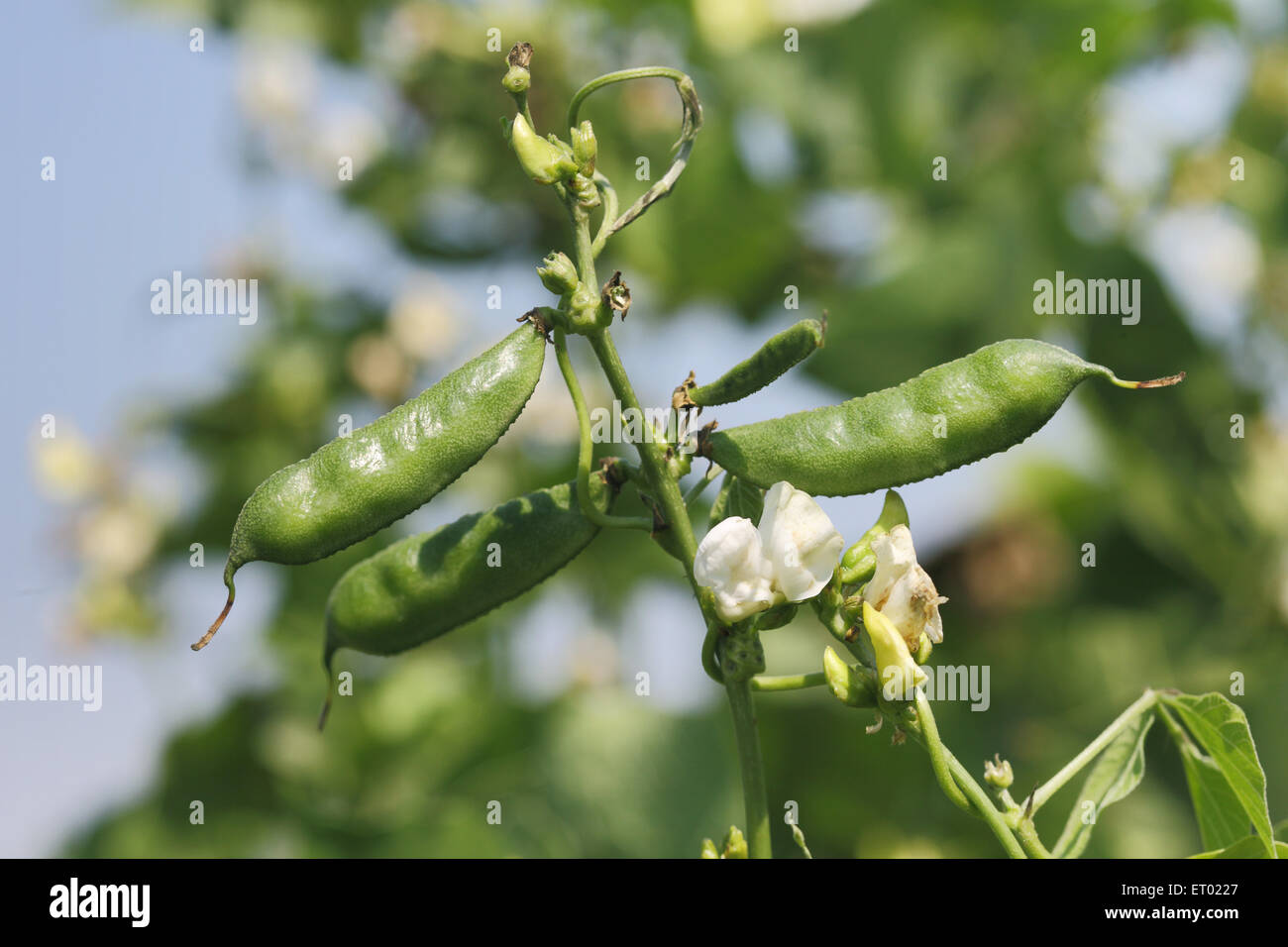 Green bean plant field Stock Photo