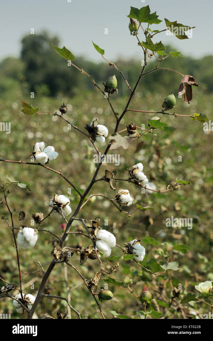 Cotton Plant Green Cotton Boll Isolated White Background Stock