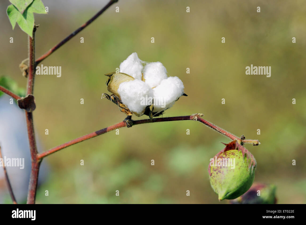 Cotton Fiber boll plant crop field, Maharashtra, India, Asia Stock