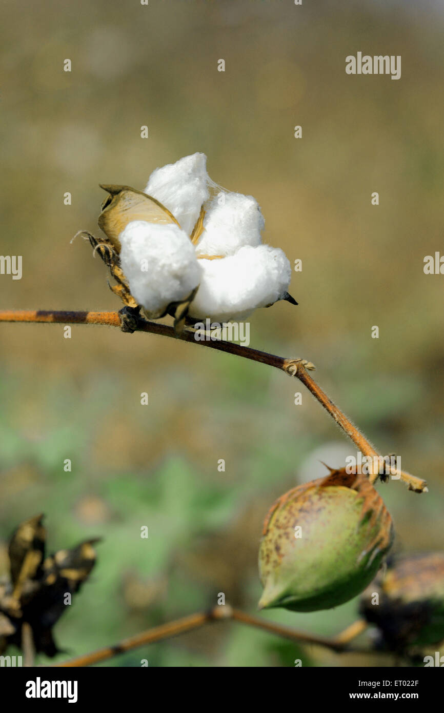 Cotton plant india hires stock photography and images Alamy