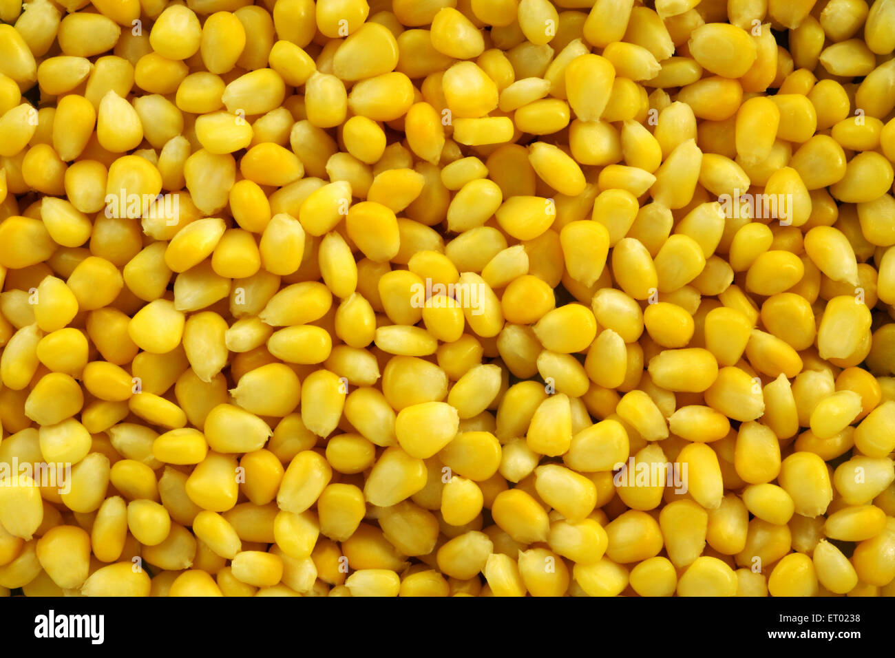 Maize seeds boiled sweet corn cereal grains Stock Photo