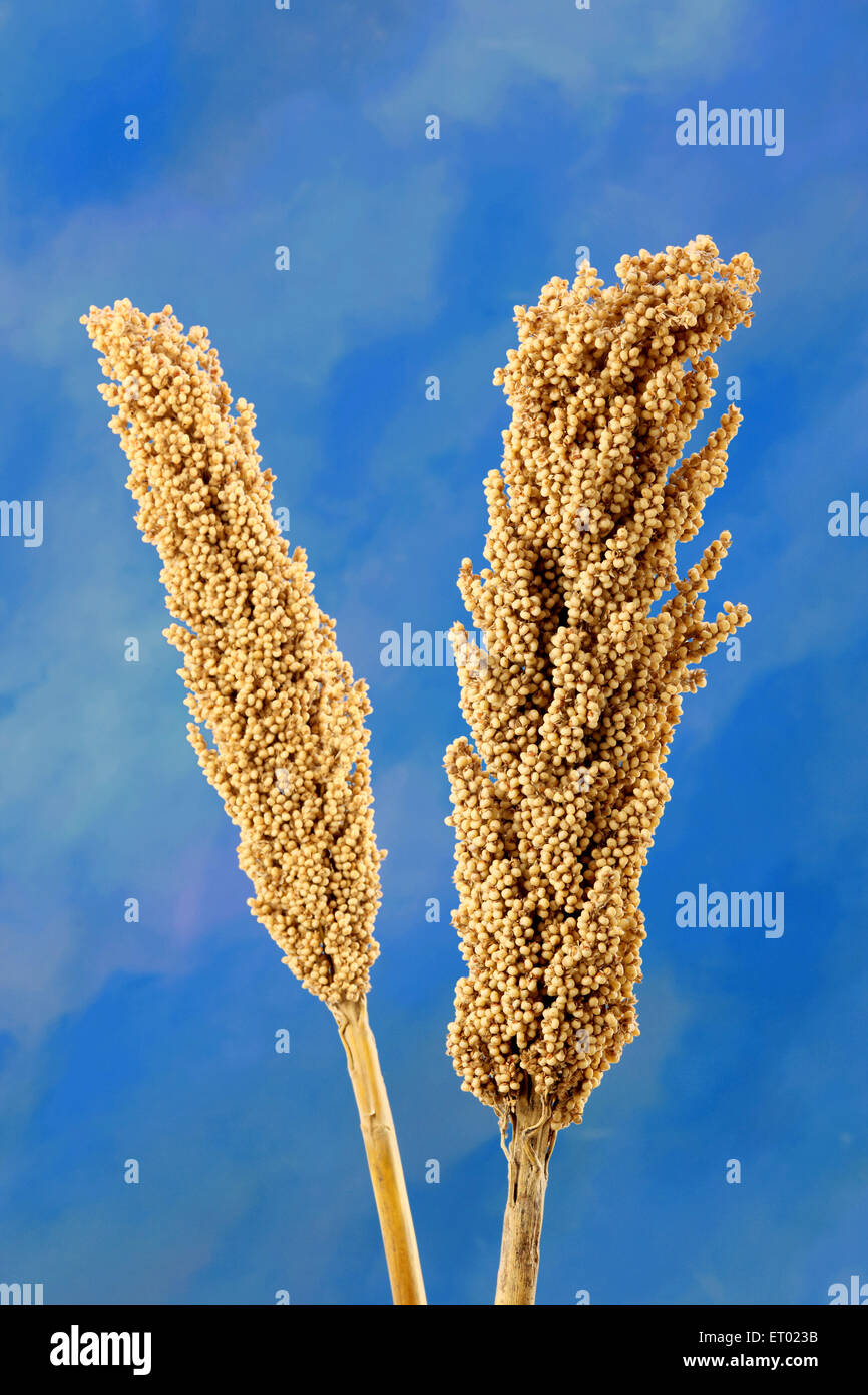 Sorghum, Jowar, Jawar, food grain stalk plant, blue background, Maharashtra, India, Asia Stock Photo