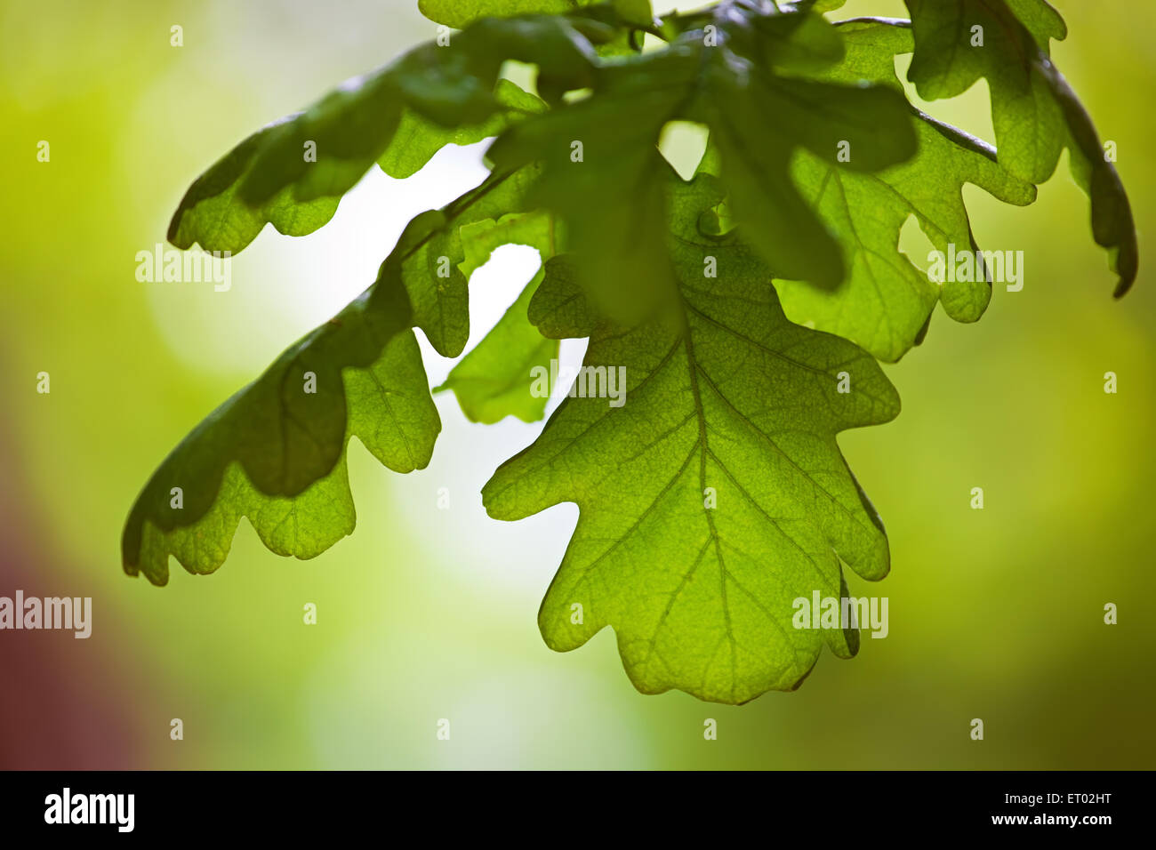 green oak leaves Stock Photo