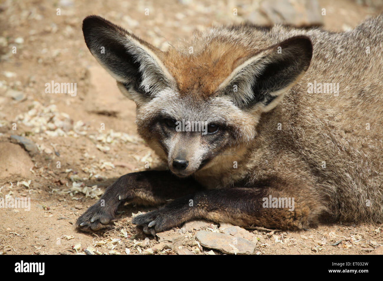 Bat-eared fox (Otocyon megalotis) at Prague Zoo, Czech Republic. Stock Photo