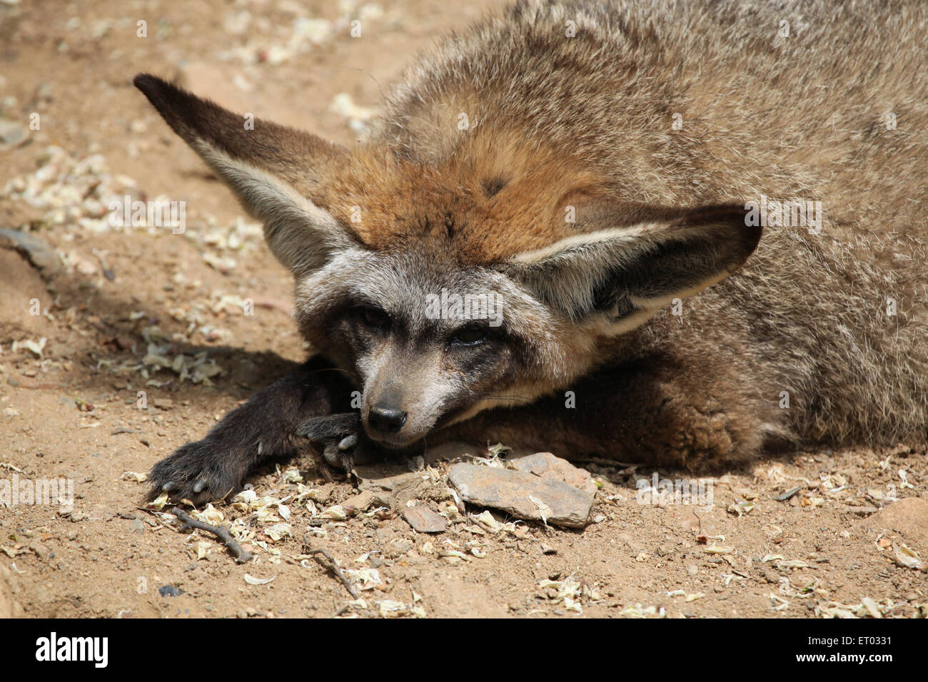Bat-eared fox (Otocyon megalotis) at Prague Zoo, Czech Republic Stock ...