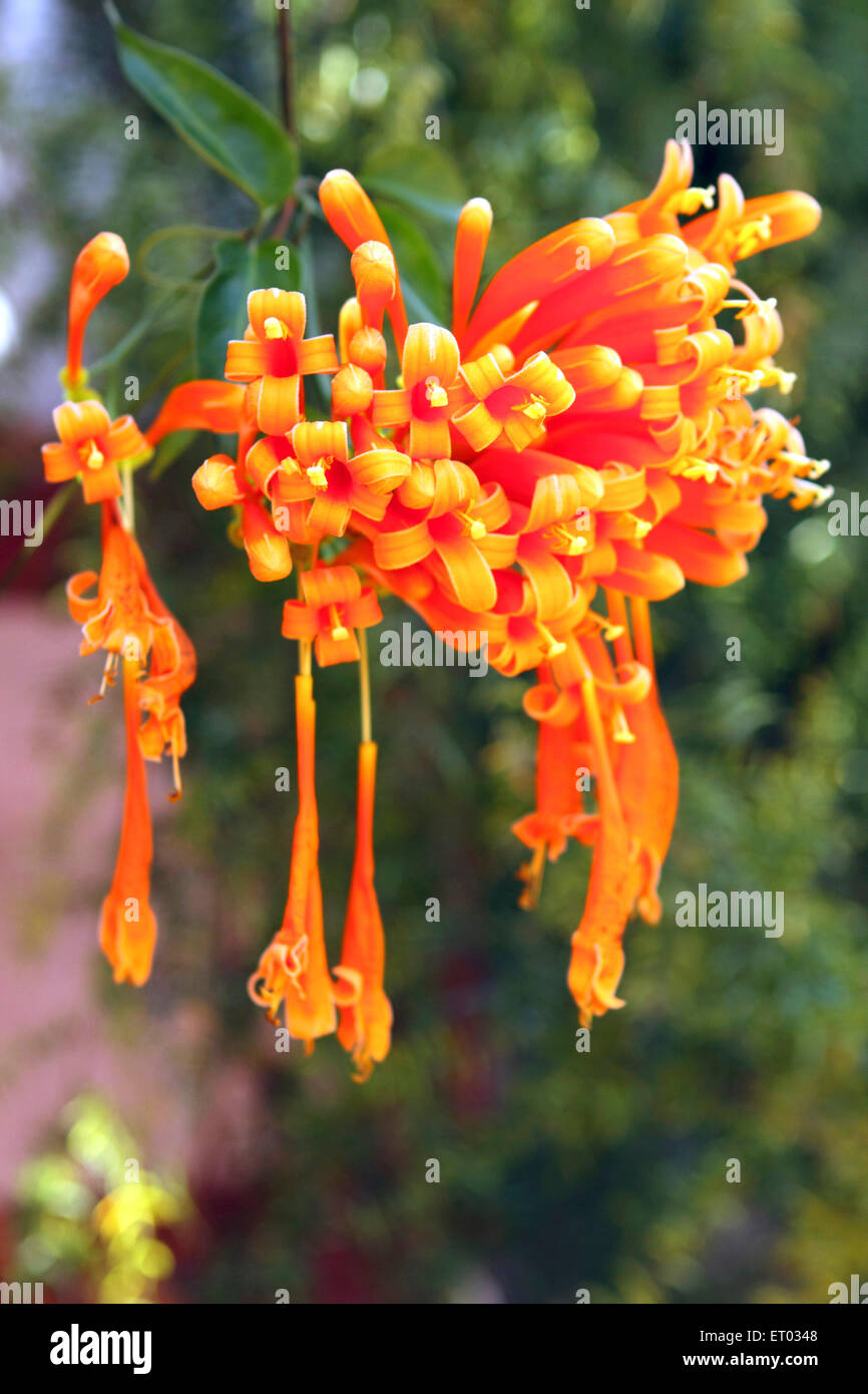 Trumpet vine flower , Trumpet creeper , Campsis radicans , Coorg , Madikeri , hill station , Kodagu , Western Ghats , Karnataka , India , Asia Stock Photo