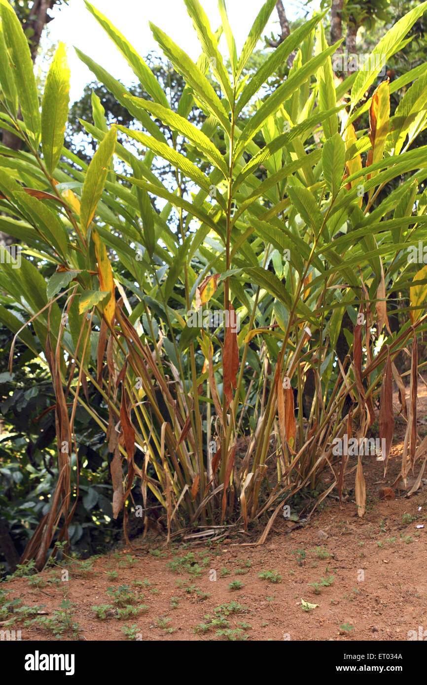 Cardamom, cardamum , cardamom plant , Elettaria cardamomum , Coorg , Madikeri , hill station , Kodagu , Western Ghats , Karnataka , India , Asia Stock Photo