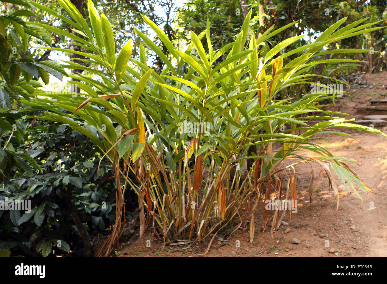 Cardamom Plant Stock Photos Cardamom Plant Stock Images Alamy Spices Cardamom Plant Madikeri Coorg Karnataka India 23 December 2008 ET034B